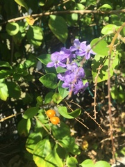 Duranta erecta