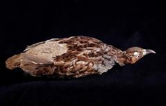 Long-Billed Partridge photo 3