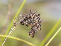 Megachile leucopyga