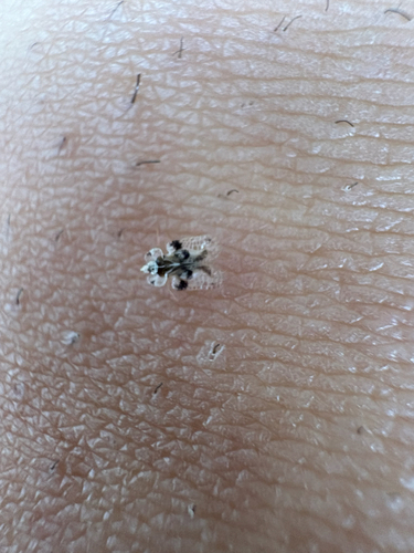 oak lace bug