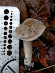 Agaricomycetes