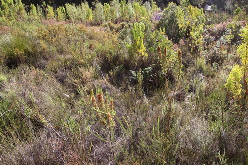Image of Erica blandfordia by (c) Tony Rebelo, some rights reserved (CC BY-SA)