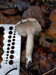 Agaricomycetes
