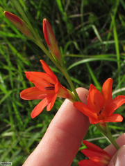 Tritonia disticha