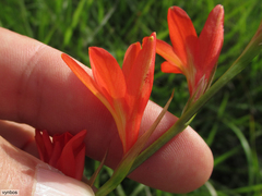 Tritonia disticha