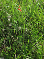 Tritonia disticha