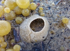 Sinum zonale