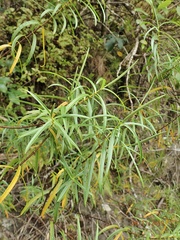 Veronica stenophylla stenophylla