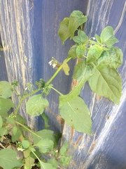Solanum villosum