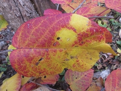 Neoshirakia japonica