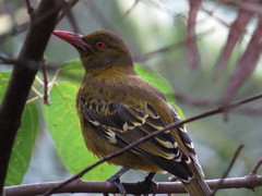 Oriolus flavocinctus