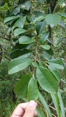 Pentaphylacaceae