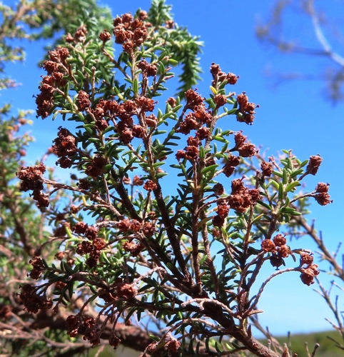 Image of Erica irregularis by (c) linkie, some rights reserved (CC BY)