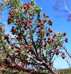 Erica irregularis