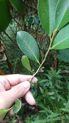 Pentaphylacaceae