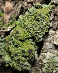 Physconia americana