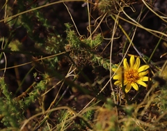 Cullumia reticulata