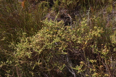 Cullumia reticulata