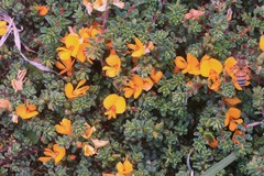 Pultenaea maritima