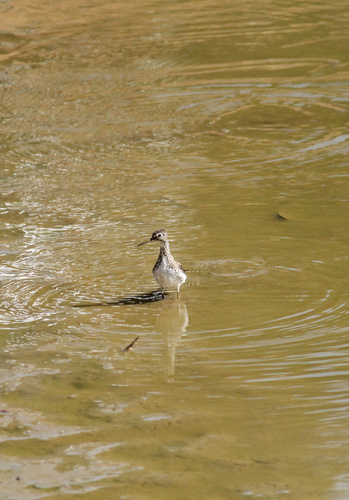 Solitary Sandpiper, Itu, SP, BR, photo 10 of 10