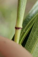 Veronica stenophylla stenophylla