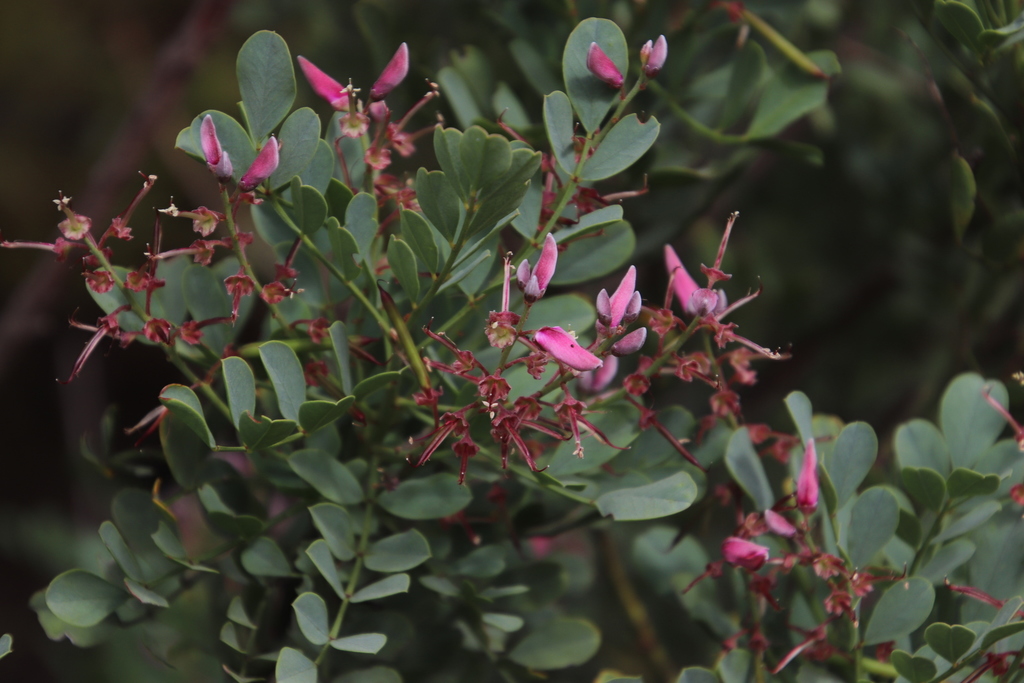 Mountain Indigo (Indigofera of southern Africa) · BioDiversity4All