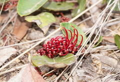 Grevillea laurifolia