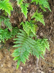 Asplenium adiantum-nigrum