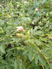 Abelmoschus esculentus