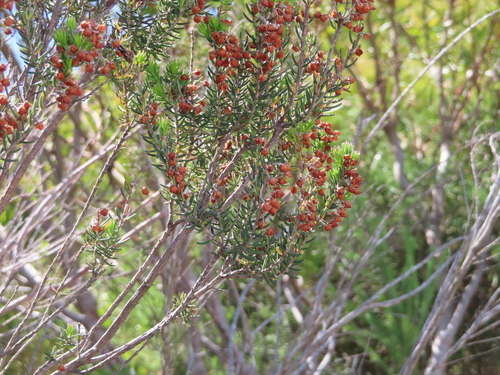Image of Erica irregularis by (c) linkie, some rights reserved (CC BY)