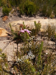 Disa inflexa