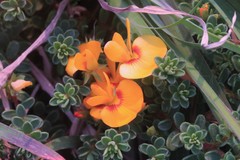 Pultenaea maritima