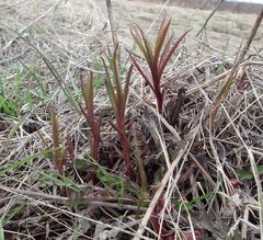 Achillea alpina camtschatica