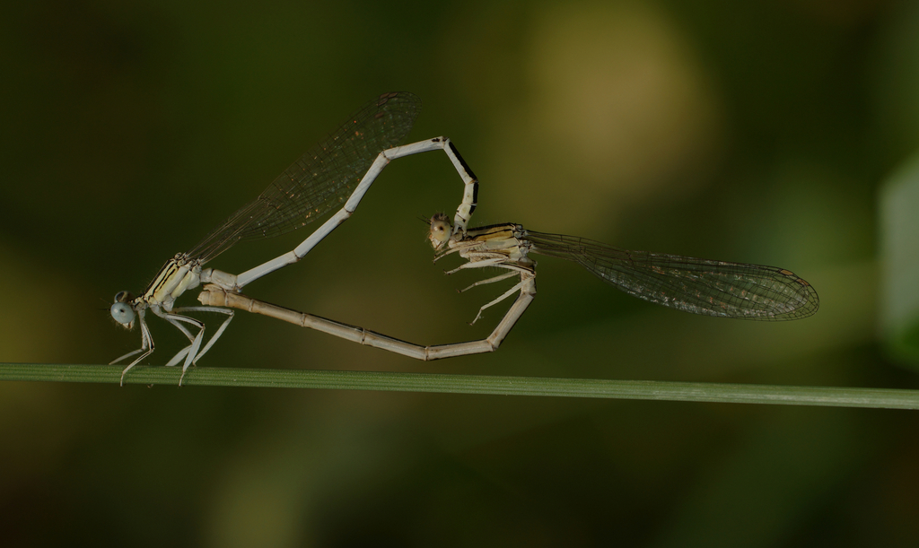 White Featherleg