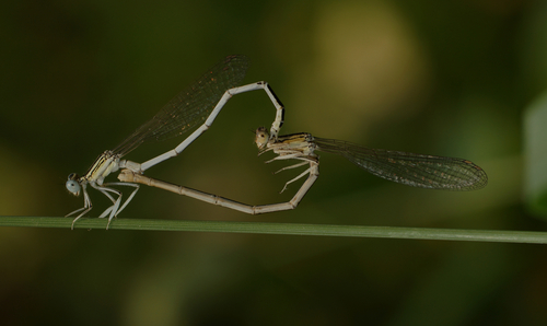 White Featherleg