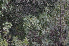 Hippobromus pauciflorus