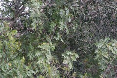 Hippobromus pauciflorus