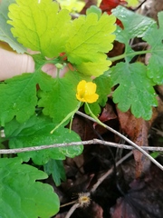Chelidonium majus