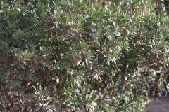 Diospyros dichrophylla