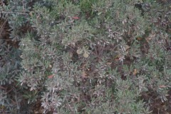 Diospyros dichrophylla