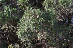 Diospyros dichrophylla