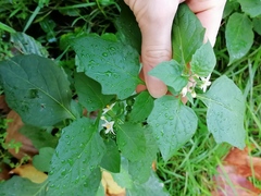 Solanum nigrum