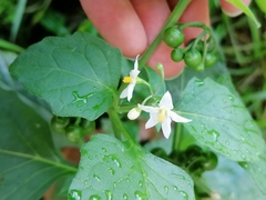 Solanum nigrum