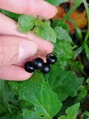 Solanum nigrum