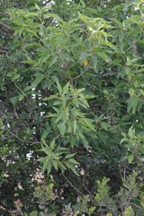Cordia caffra