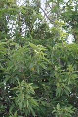Cordia caffra