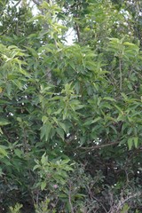 Cordia caffra