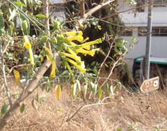 Nicotiana glauca