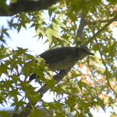Hypsipetes amaurotis