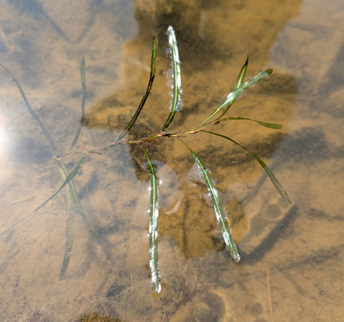 Potamogeton obtusifolius iNat (1)
